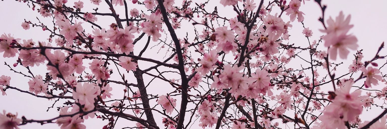 baba ghanoush banner