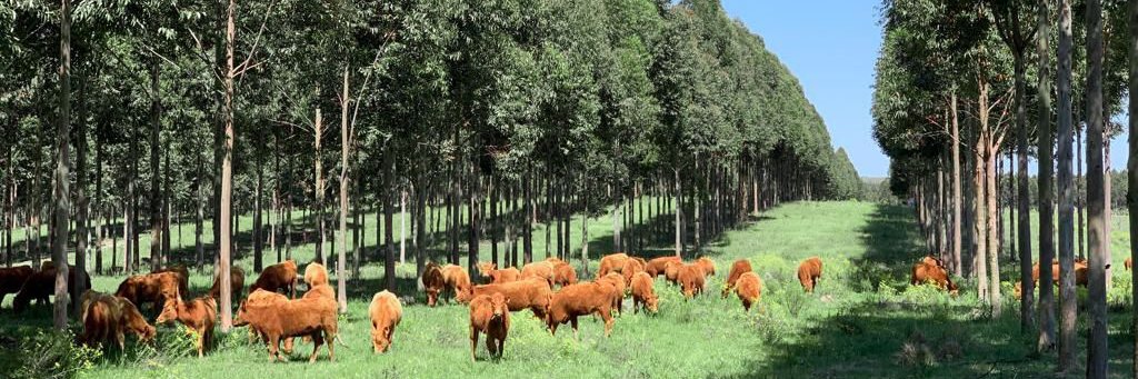 Sociedad Uruguaya de Silvopastoreo banner