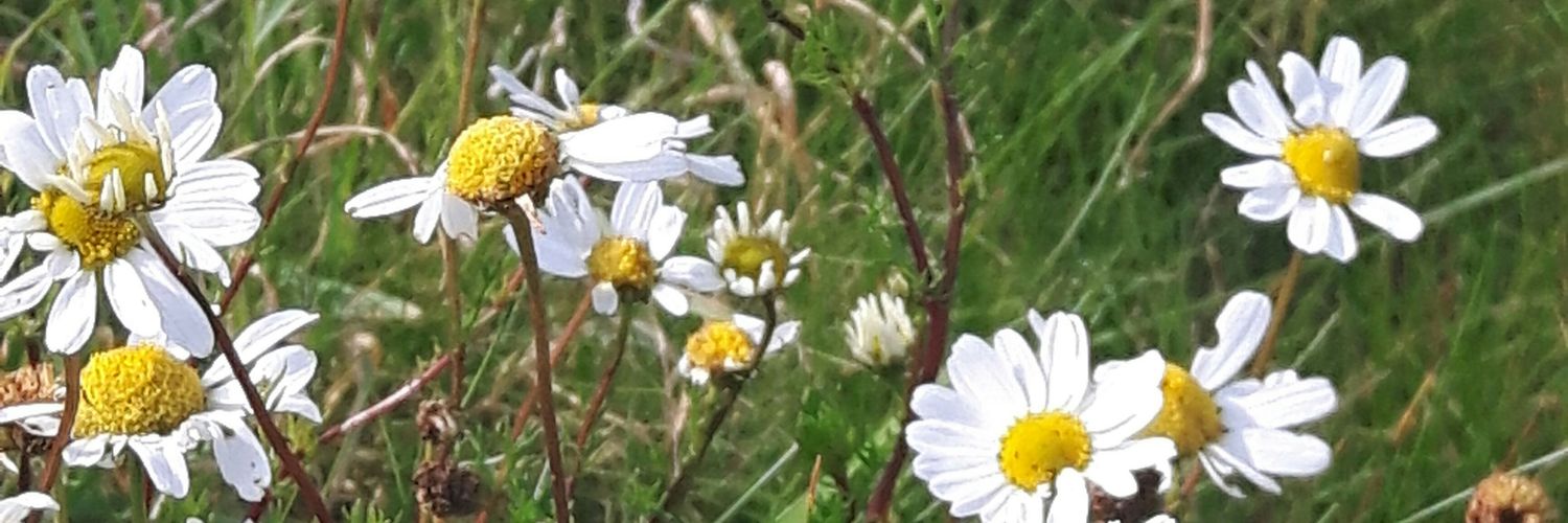 lyn west 🌸🌼 banner