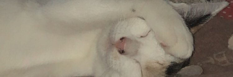awhoshey's profile banner image