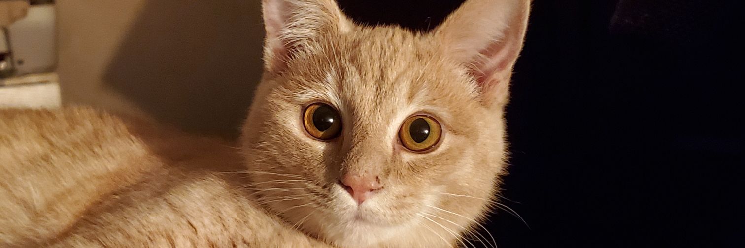 ElAFord13's profile banner image