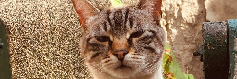 _natpho_'s profile banner image