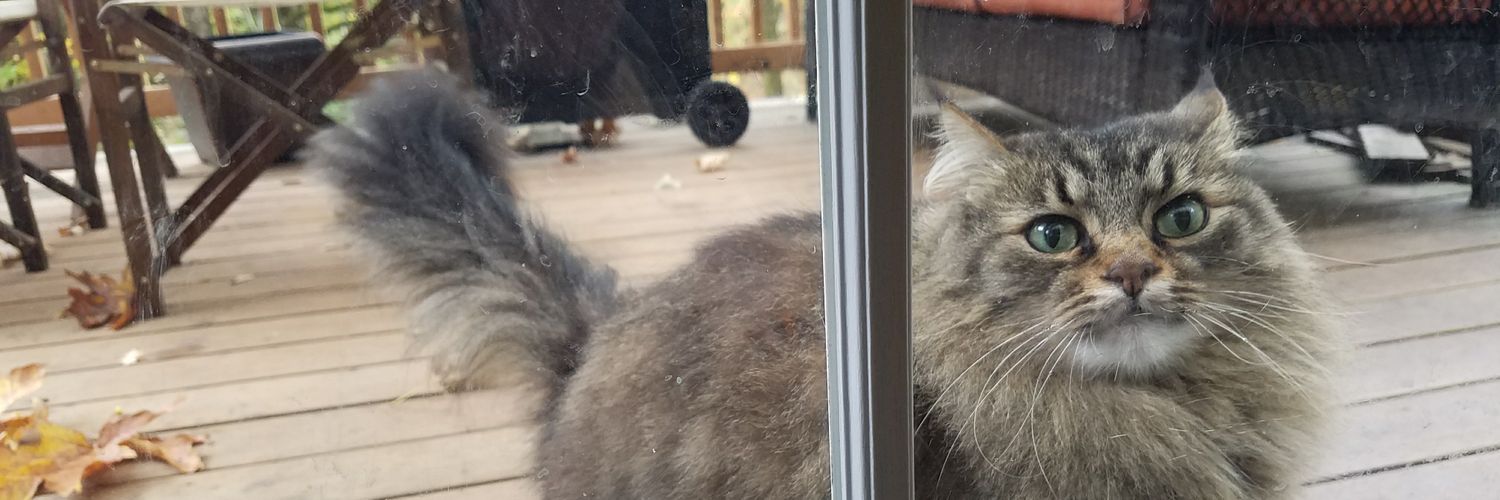 Jenn 🐈‍⬛ banner