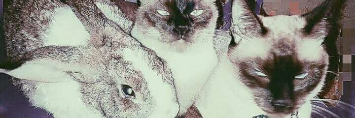 sweetjapa's profile banner image