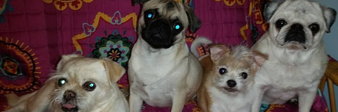 AnimalEsq's profile banner image