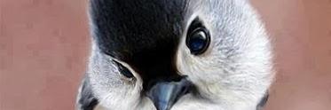 alleece's profile banner image