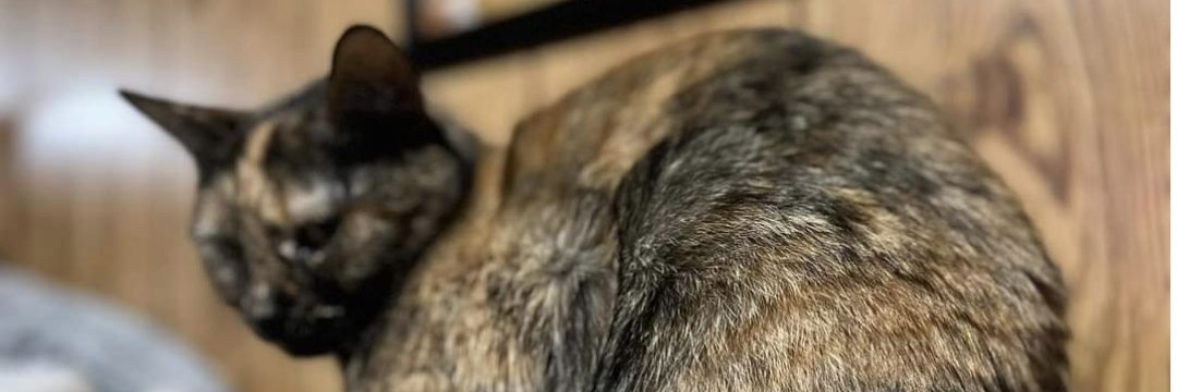 Blair - Neurospicy Hacker banner