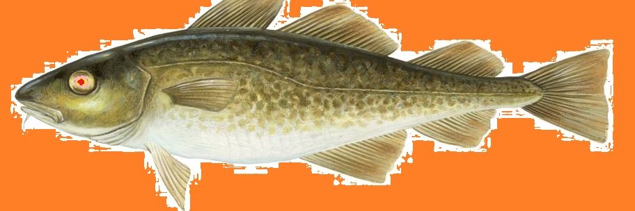 Flopping Cod banner