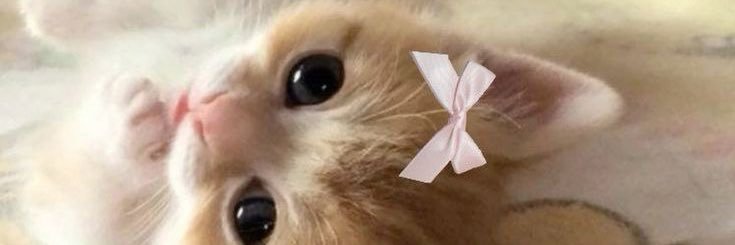 miiong ≽ܫ≼ kinda ia banner