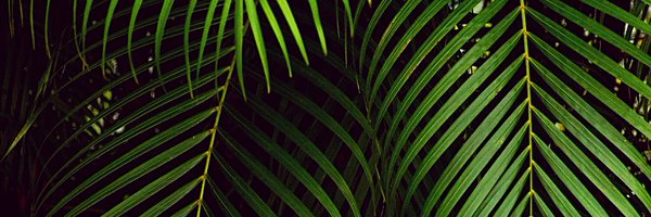 citronellaroom Profile Banner