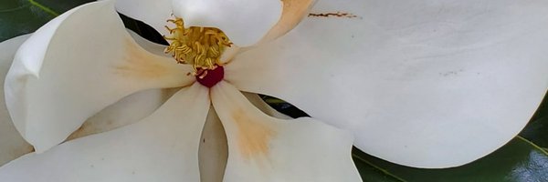 SaraSzaboPath Profile Banner