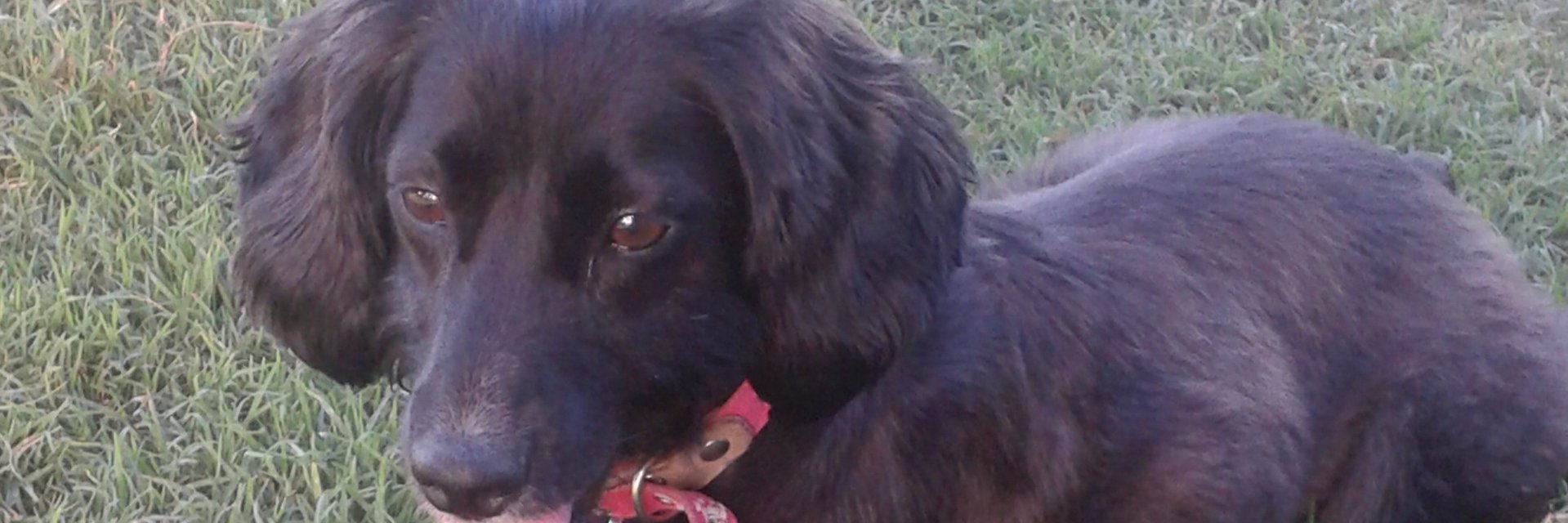 RomiBuffa's profile banner image