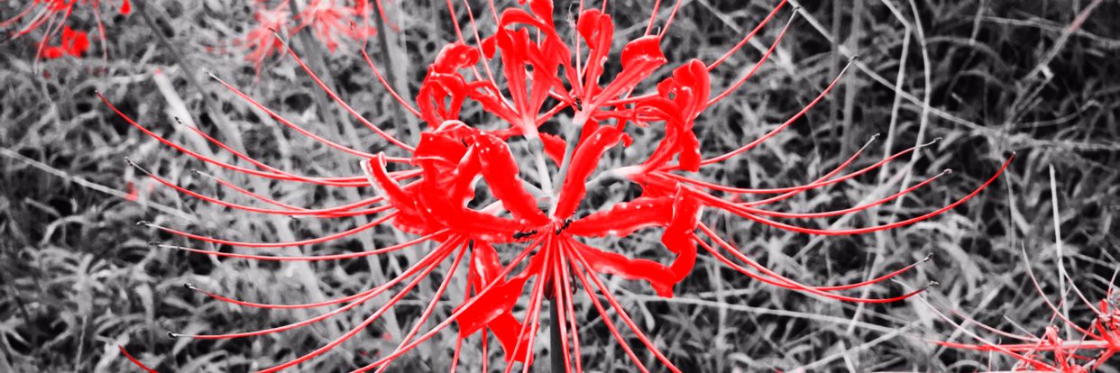 LWSJ_P's profile banner image