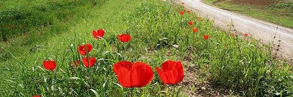 JavanparastSara Profile Banner