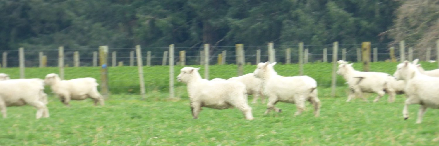 Sheep Daily 🐑's banner