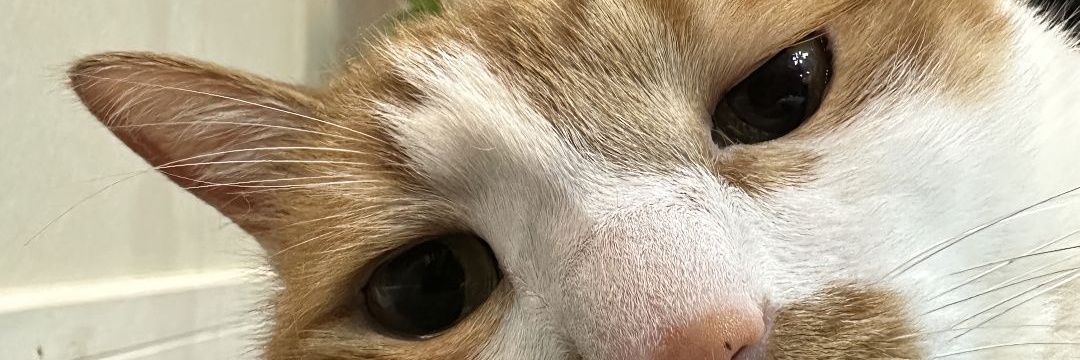 Đức Chí (@chikethiet) banner