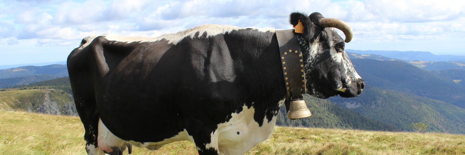 GrietCnudde's profile banner image