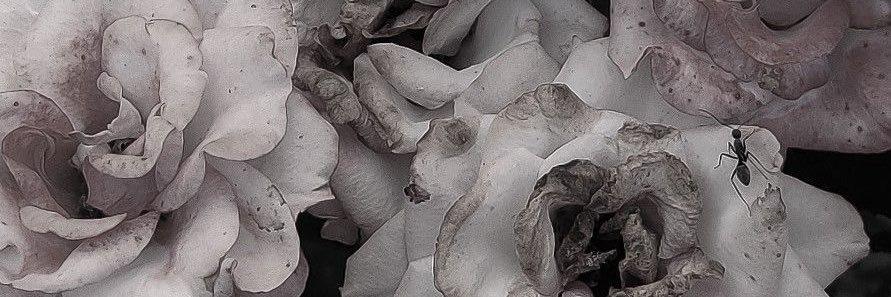 Hos_K23's profile banner image