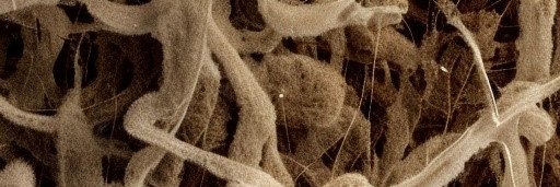MyceliumWeb's profile banner image