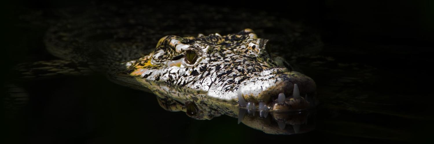 Frederik Raabye banner