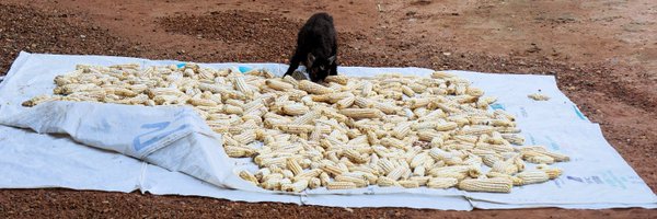 TeaglingDFID Profile Banner