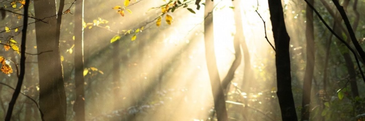 B. Light 🇺🇸 banner