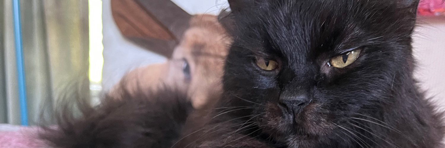 Mockingbird, MPH, CHES banner