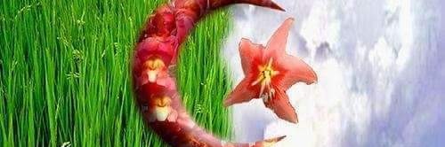 🦋 Khawla khawla 🦋 banner