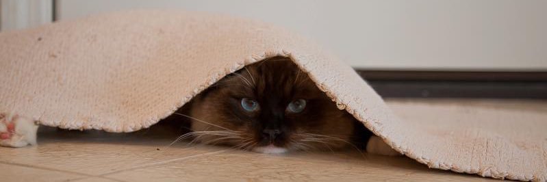 DrDelaneyKirk 🐾 banner