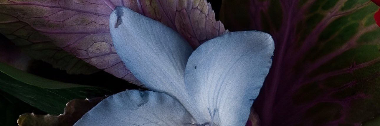 piastrisector's profile banner image
