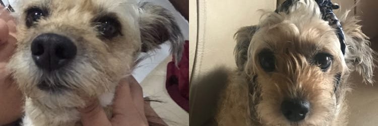 liluna21's profile banner image