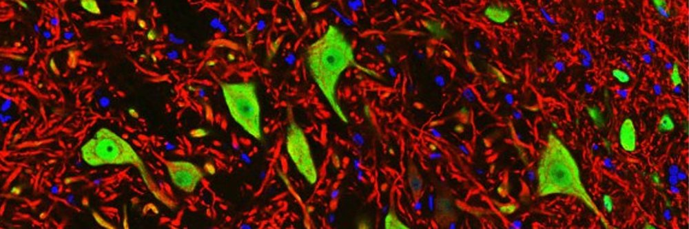 EnCor Biotechnology Inc. banner