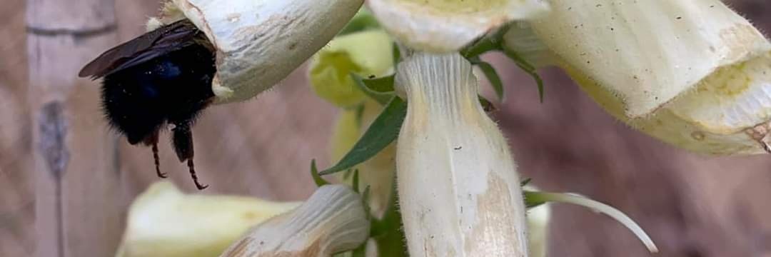 ǝʞooɹq🐺 banner