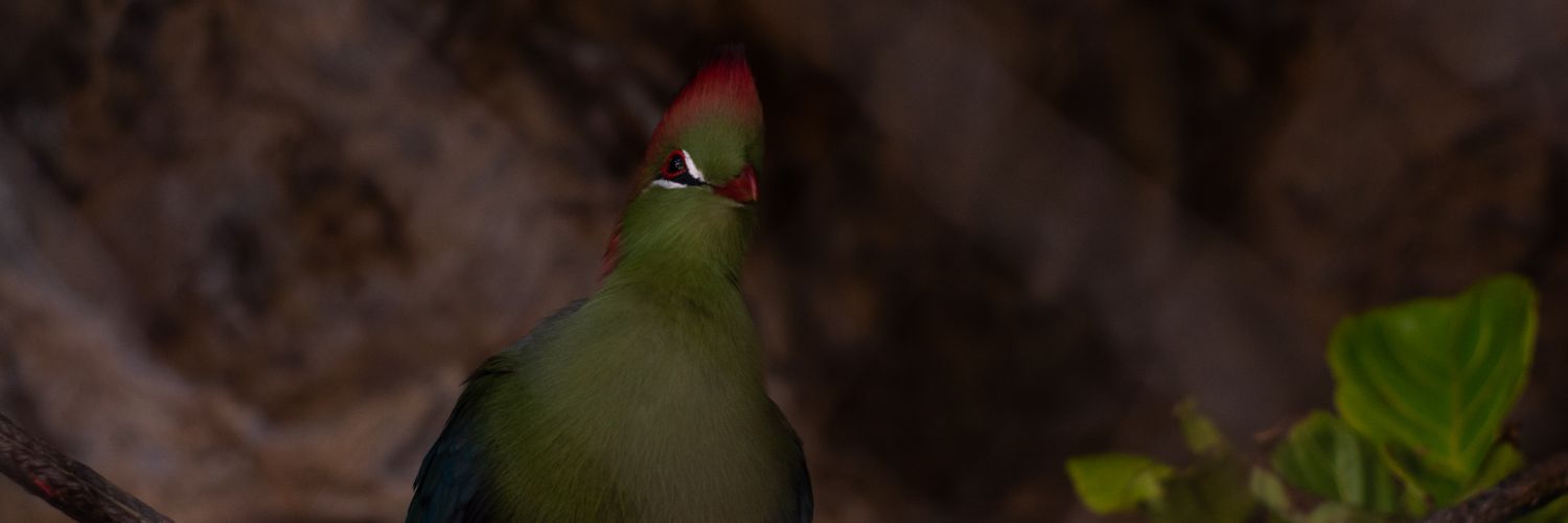 trex_254's profile banner image