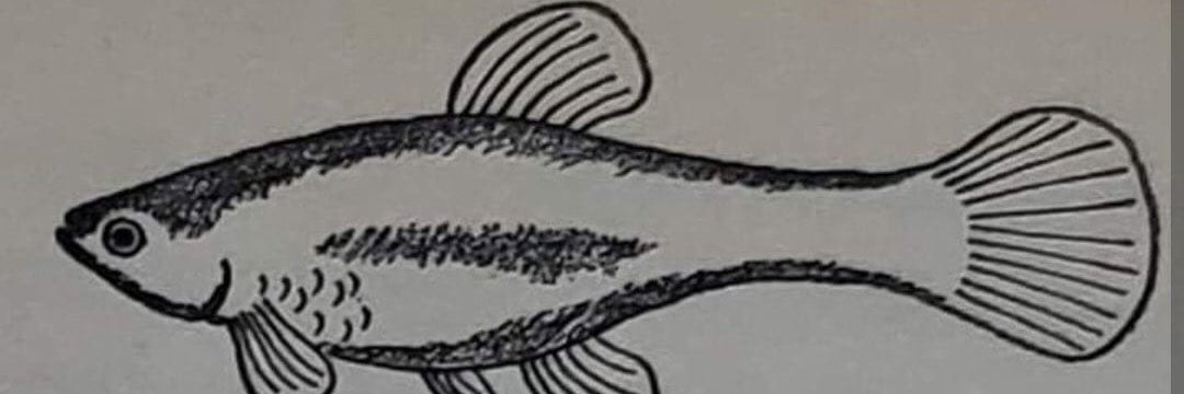 Tom Fish banner