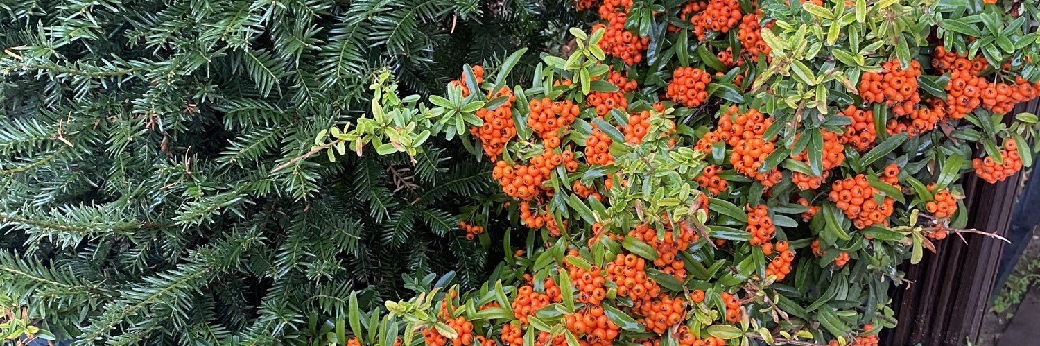 Cubeb (Forkliftim) banner