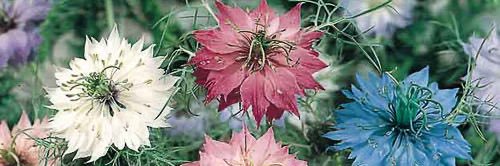 02🫐🍈🥥🍉 banner