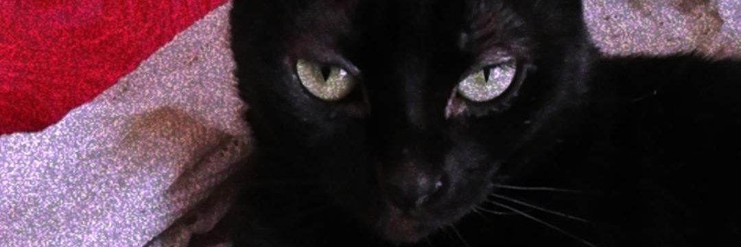 Laura_Padilla61's profile banner image