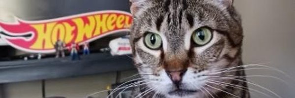 felinesfor420 Profile Banner