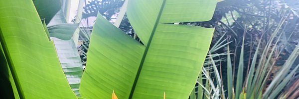DrMelLang Profile Banner