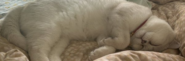 sunhao77097656 Profile Banner