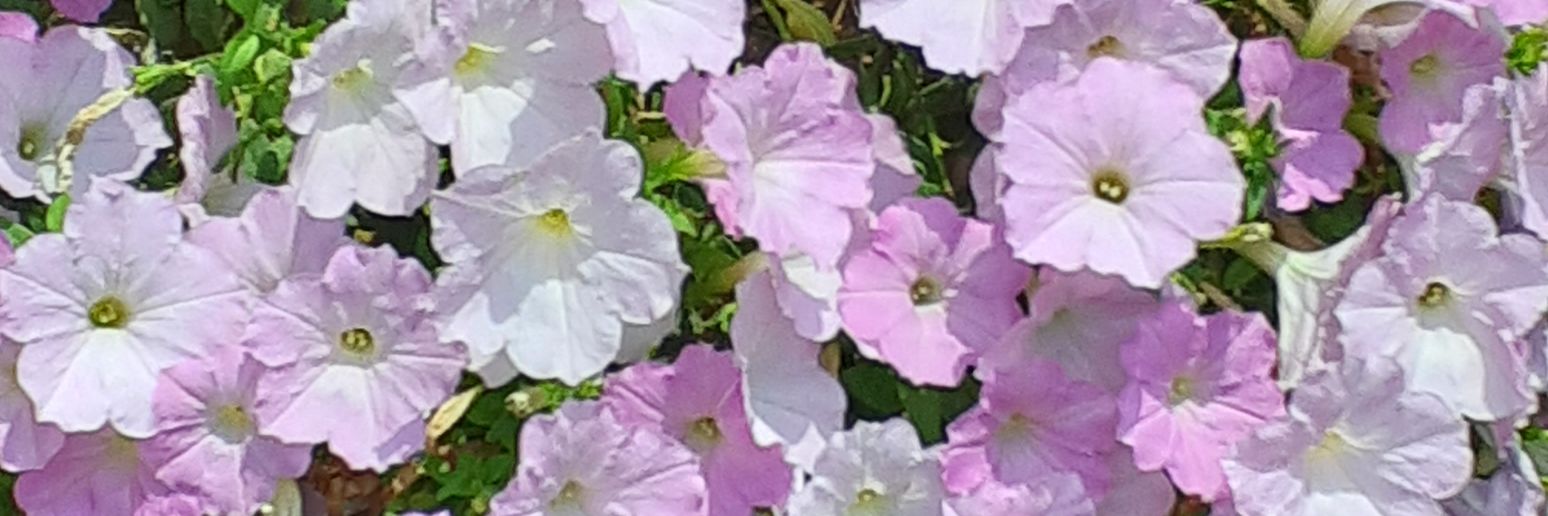 ayako556699's profile banner image