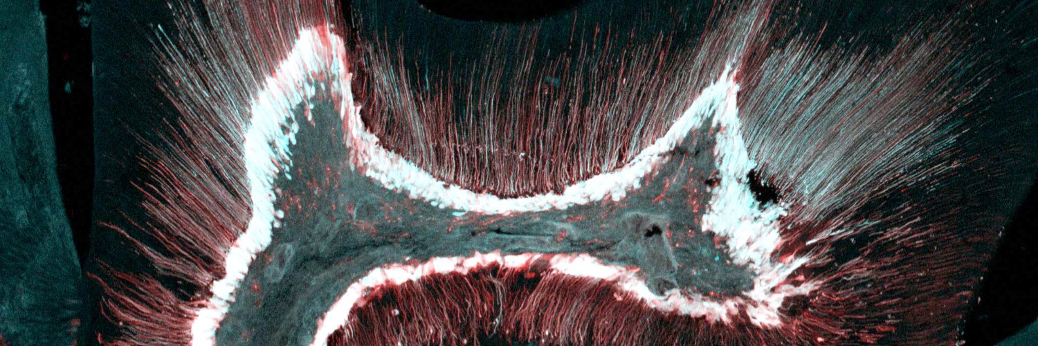 Tooth Morphogenesis and Differentiation banner