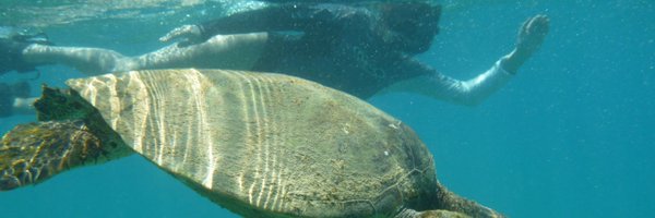 MeghanChen Profile Banner