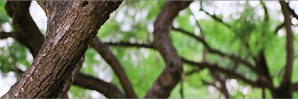 DevPathways Profile Banner