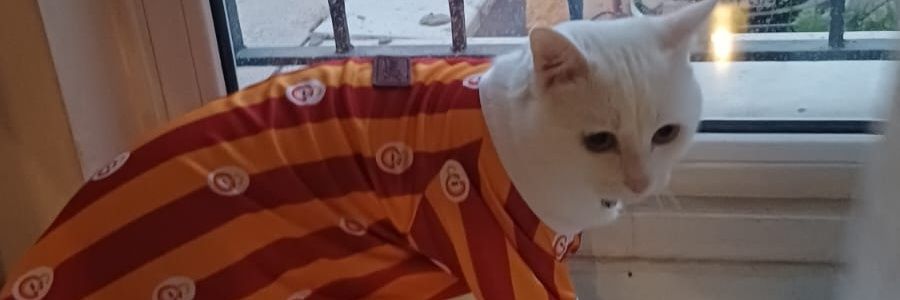 mornek09's profile banner image