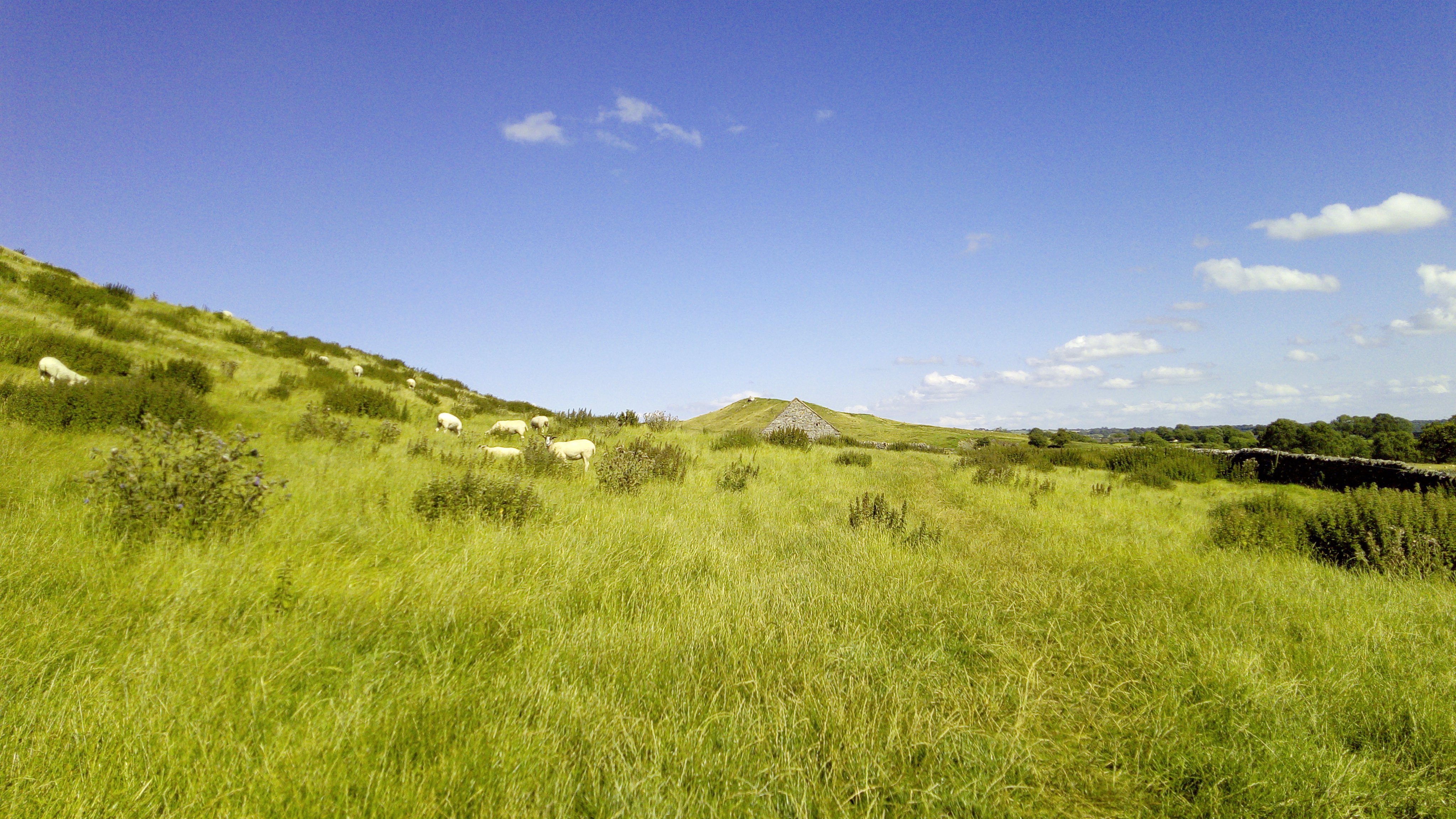 Jet Bubbles. Timex Yoda banner
