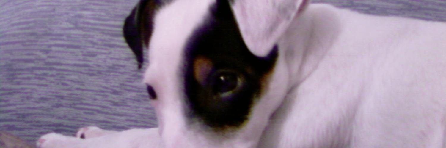 petese2013's profile banner image