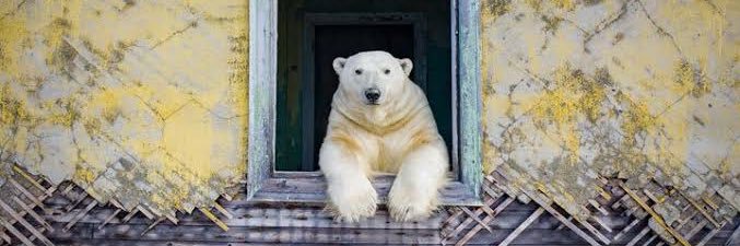 ネギトロ（羊さんに変えるか迷ってる） banner