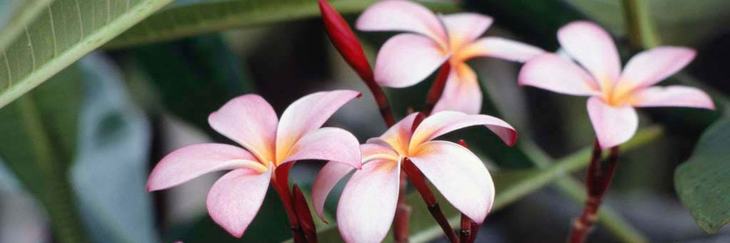 The Consummate Reader banner